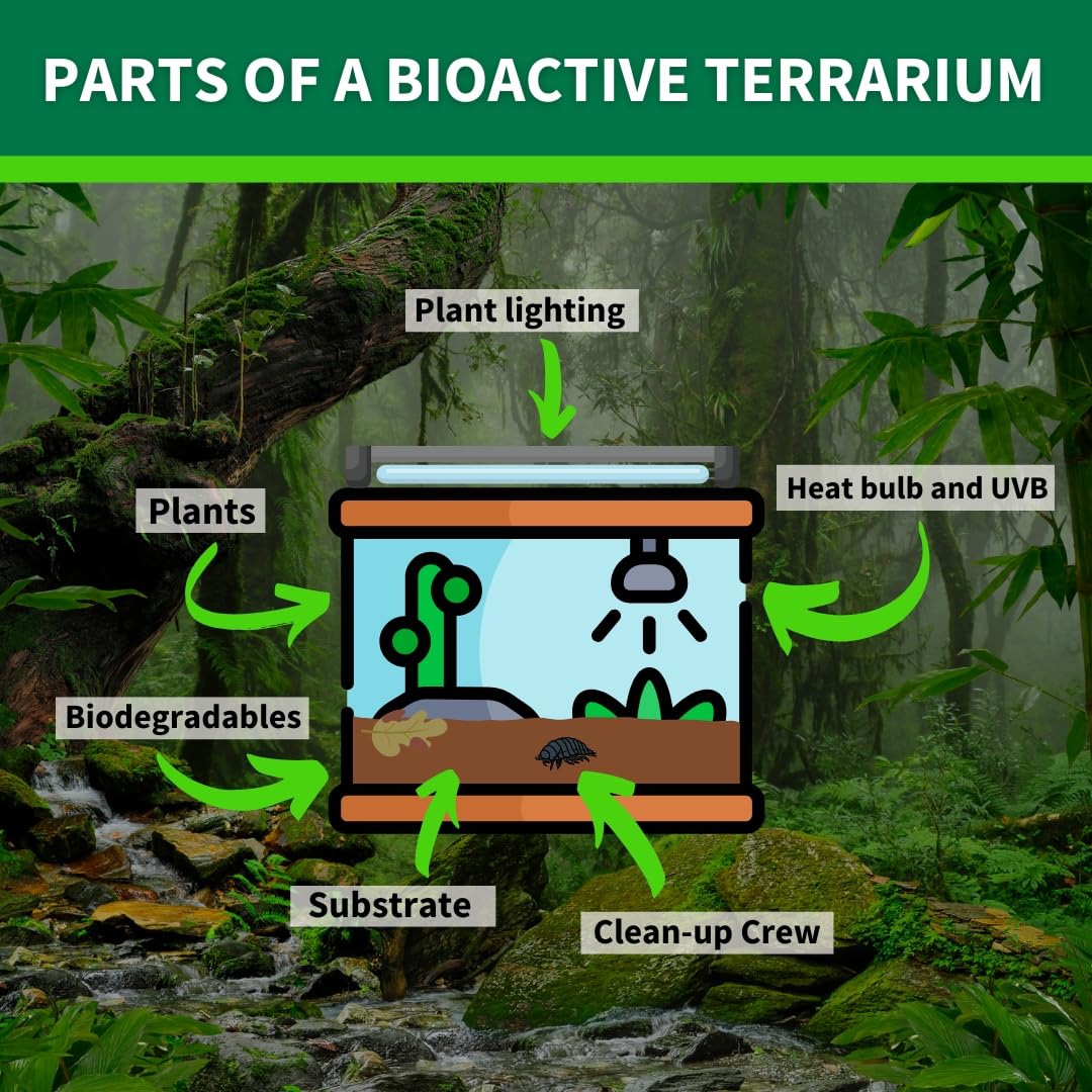 The Bio Dude Terra Sahara Bioactive Reptile Substrate 6 quarts for terrariums and vivariums. Great Bedding for Bearded Dragons, Uromasatyx, Leopard Geckos, Sand Boas and Desert Plants