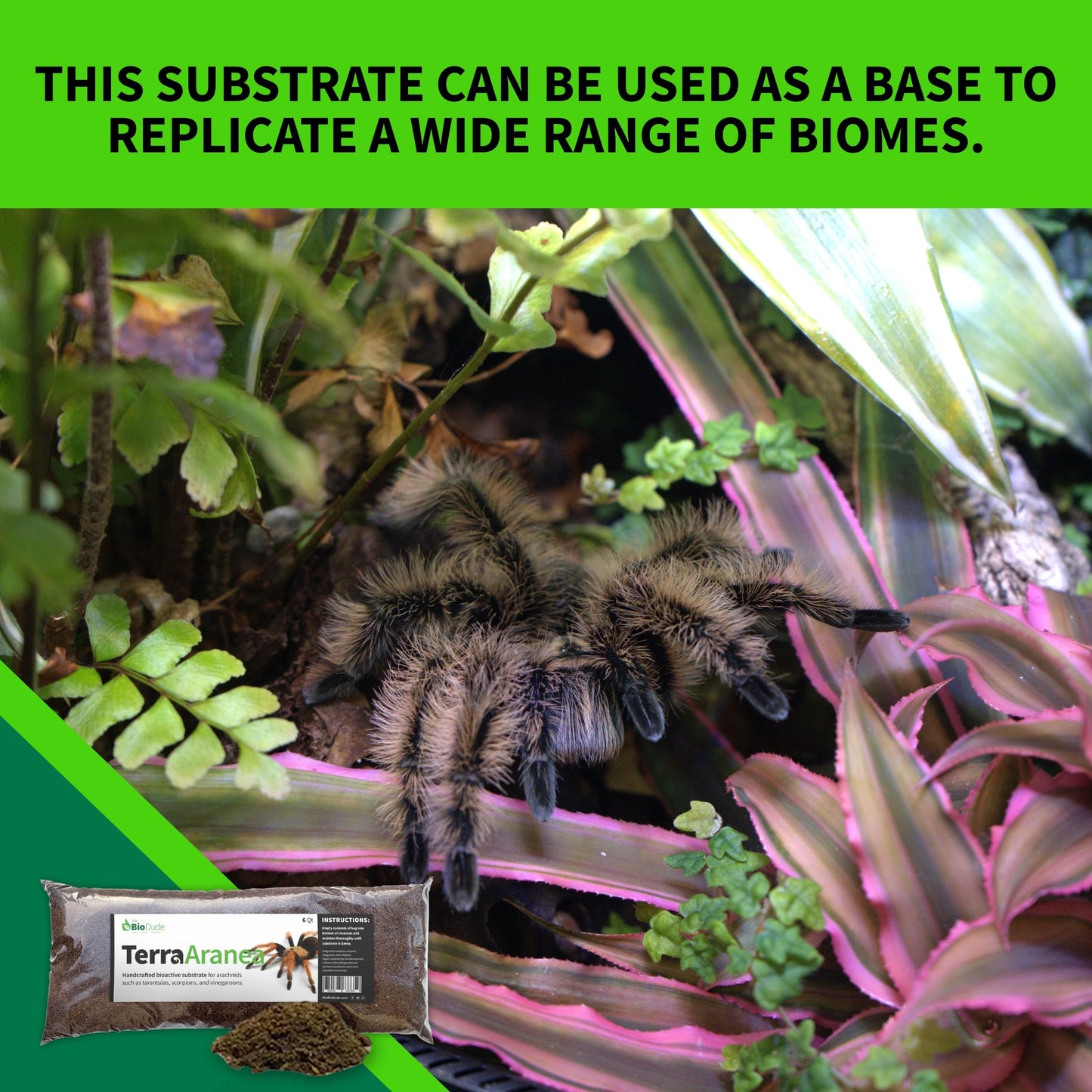 The Bio Dude Terra Aranea 6 quarts Bioactive Substrate for Tarantulas, Centipedes, Scorpions, Isopods and Millipedes Terrarium and Vivarium Habitat Bedding for invertebrates